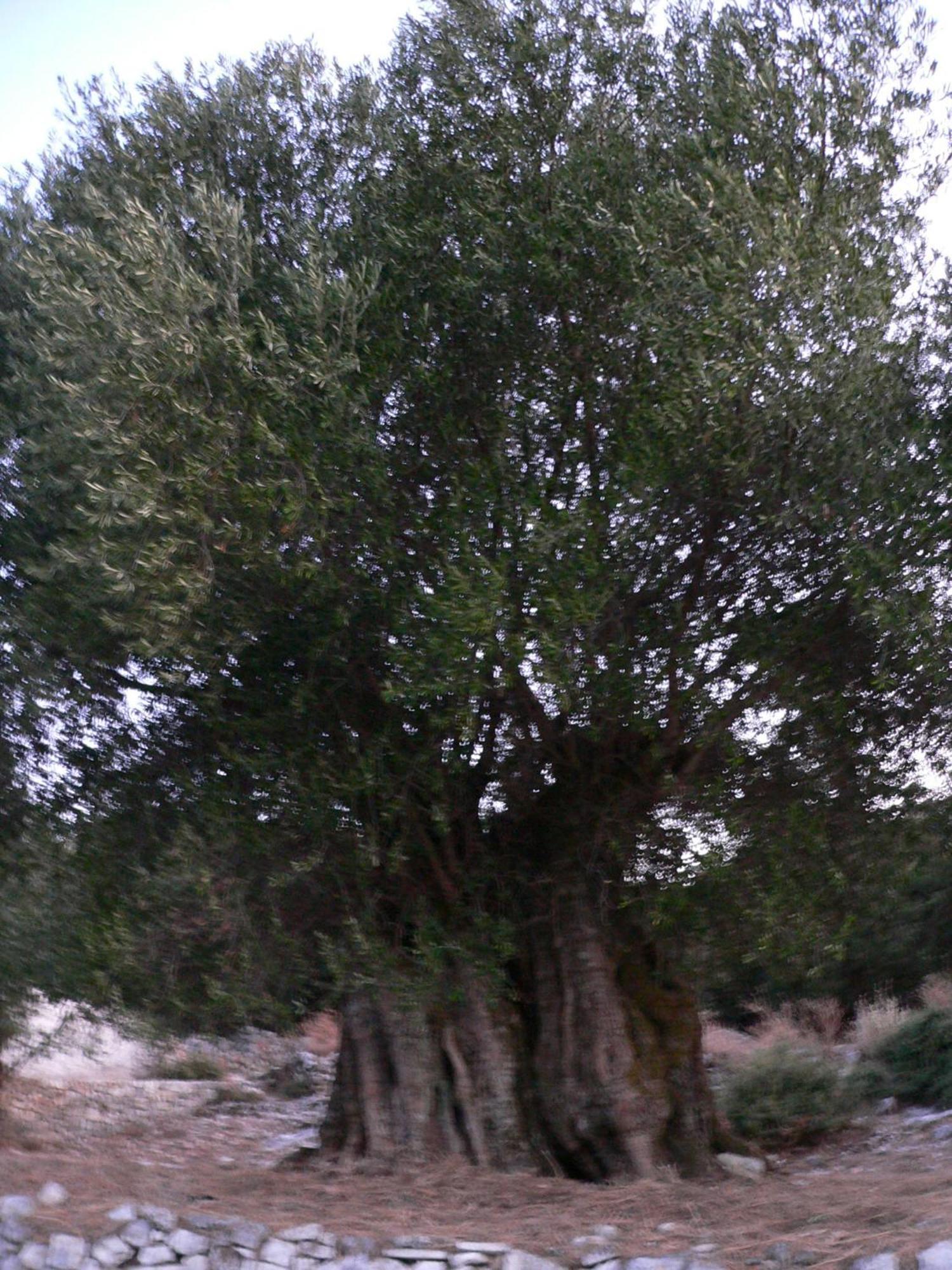 Evangelia Agia Efimia エクステリア 写真