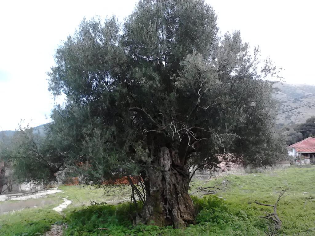 Evangelia Agia Efimia エクステリア 写真