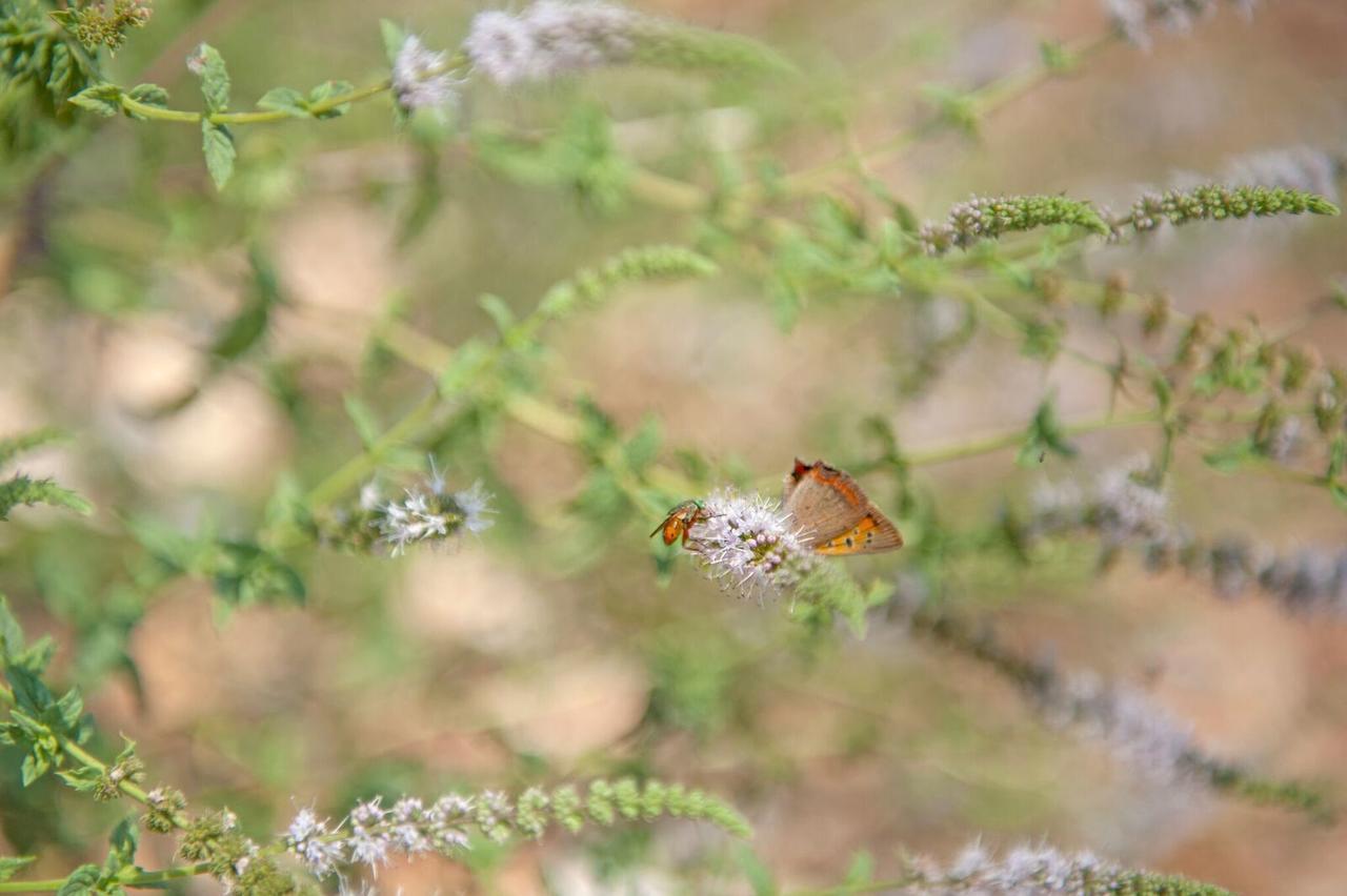Evangelia Agia Efimia エクステリア 写真